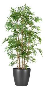 Plante